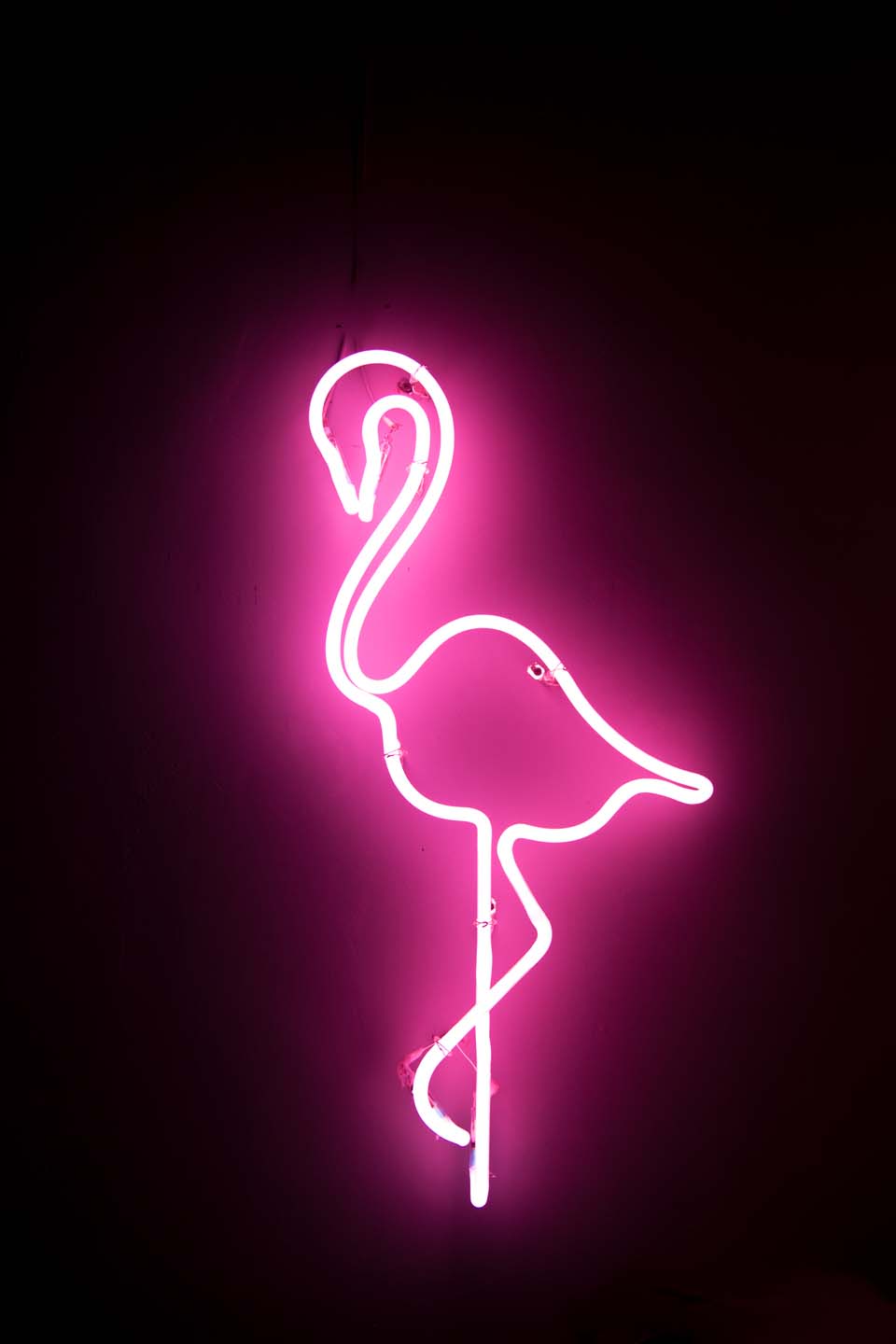 Tropical Flamingo bird in purple neon light on black background.
